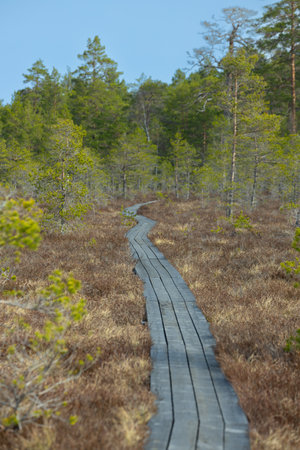 Wooden walkway in the bog. Kemeri national park, Latviaの写真素材