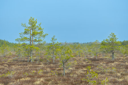 Pine trees in the swamp on a background of blue sky.の写真素材