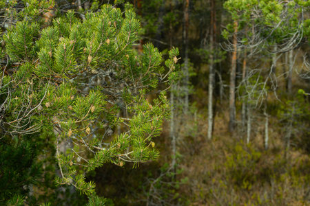 Pine tree in the forest on a background of the autumn landscapeの写真素材