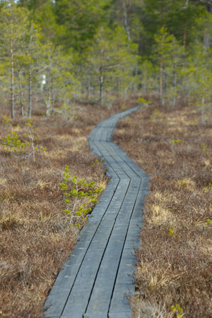 wooden boardwalk in swamp area in autumn. bog landscape.の写真素材