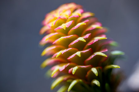 Close up of a green pine cone. Shallow depth of field.の写真素材