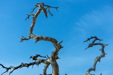 Dry branches of a dead tree against the blue sky. The concept of death.の写真素材