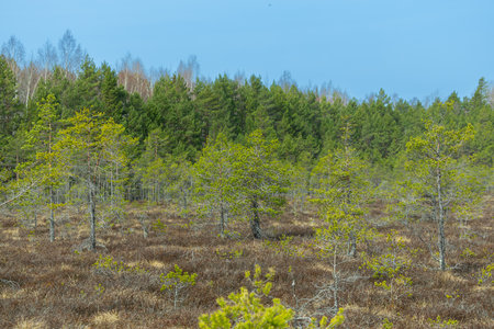 swamp area in spring with lonely tree trunks and dry grassの写真素材