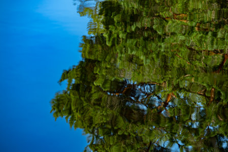 Reflection of pine trees in the lake. Selective focus.の写真素材