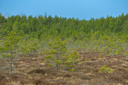 Beautiful landscape of bog with pine trees and grass in early springの写真素材