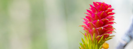 Red cactus flower on blurred green background, panoramic bannerの写真素材