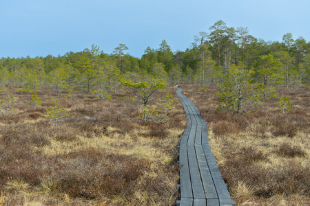 Wooden boardwalk in the bog. Kemeri national park, Latviaの写真素材