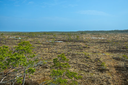 wetland in spring, bog with dry grass and blue skyの写真素材
