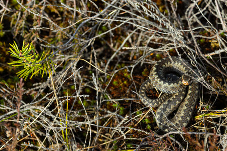 Close-up of a snake on the ground in the forest.の写真素材