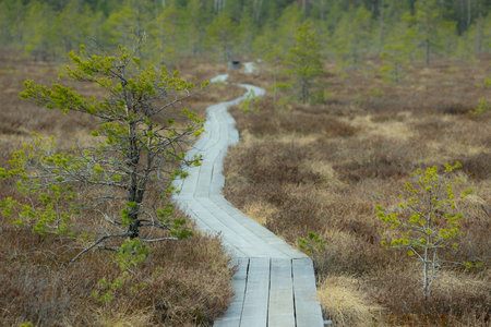 wooden boardwalk in swamp area in autumn. bog vegetation backgroundの写真素材