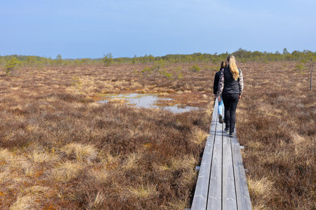 Woman walking on a wooden boardwalk in the swamp, Kemeri national park, Latviaの写真素材