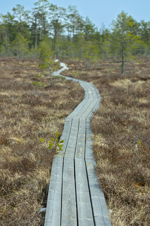 Wooden walkway in the bog, Kemeri national park, Latviaの写真素材