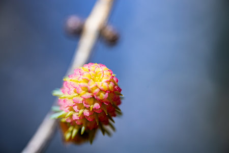 Macro shot of a blooming tree branch with cones on a blue backgroundの写真素材