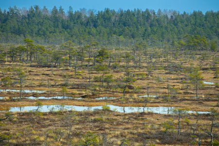 swamp area in autumn. bog landscape in autumn. bog vegetationの写真素材