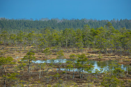 Pine trees on a bog in Kemeri national park, Latviaの写真素材