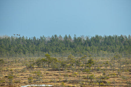 swamp area in autumn with lonely pine trees and blue sky - Latviaの写真素材
