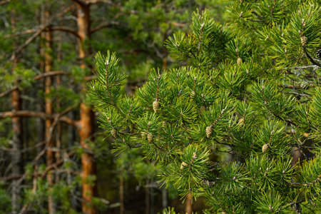 Pine branches with cones on a blurred background of green forest.の写真素材