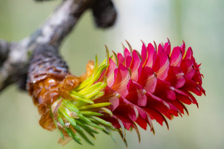 Red flower of larch, Pinus canariensis, in spring