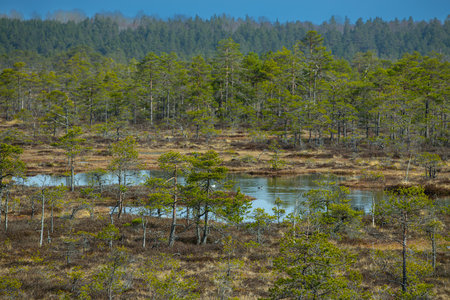 Pine trees in the swamp. Early spring in the bog.の写真素材