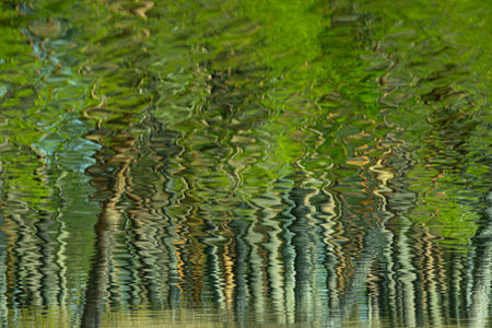 Reflection of trees in the water. Abstract background for design.の写真素材