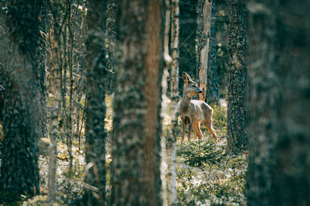 White-tailed deer in the forest. Early spring. Russia.の写真素材