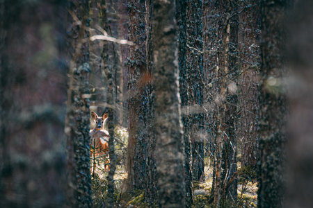 White-tailed deer in a pine forest. Wildlife scene from Finland.の写真素材