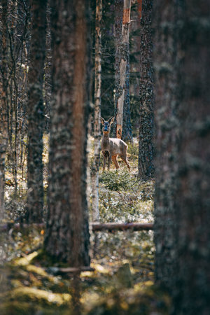 Young deer in the forest. The animal is walking in the forest.の写真素材