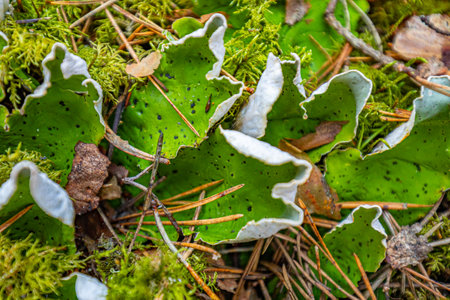 green moss and lichen in the forest, closeup of photoの写真素材