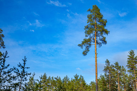 Pine tree in the pine forest on a background of blue skyの写真素材