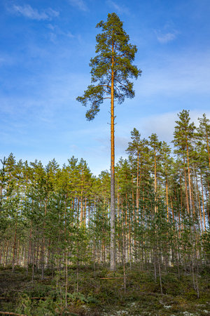 Pine trees in a coniferous forest with blue sky.の写真素材