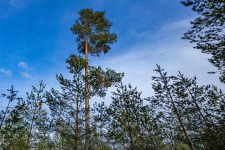 Pine trees in a pine forest against the blue sky with cloudsの写真素材