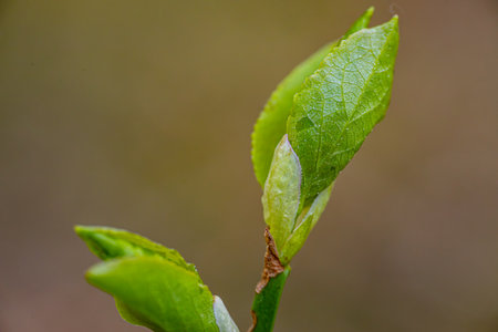 Young green leaves on a branch in the spring. Shallow depth of fieldの写真素材