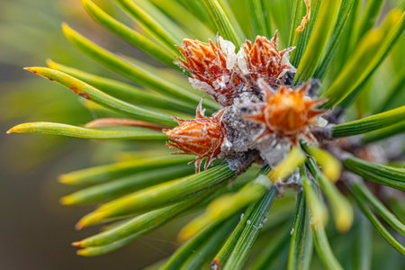 Pine tree branch with young cones. Close-up. Macroの写真素材
