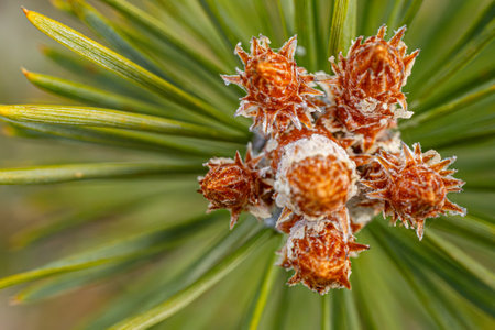 Close-up of pine cones on the branches of a pine treeの写真素材