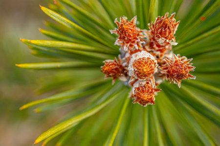 Pine branch with cones close-up. Pine tree in the forestの写真素材