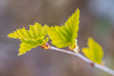Young leaves of birch in the spring forest. Shallow depth of fieldの写真素材