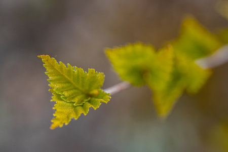 Young leaves of birch in spring. Shallow depth of field.の写真素材