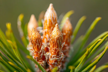 Young shoots of a pine tree in the forest. Close-upの写真素材