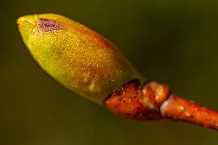 Close up of a young bud of a willow tree in springの写真素材