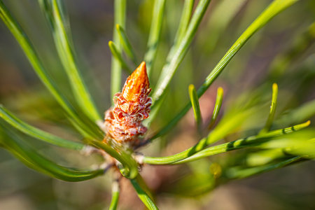 Close up of a young pine branch with green needles and cones.の写真素材