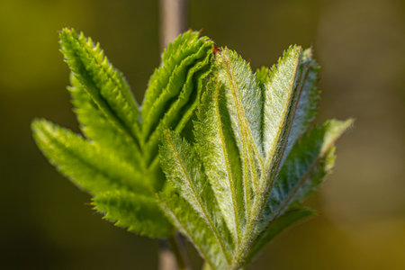 Close-up of a young green leaf on a blurred background.