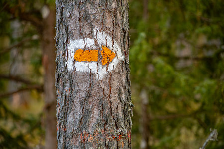 Directional sign on a tree in the forest. Autumn season.の写真素材