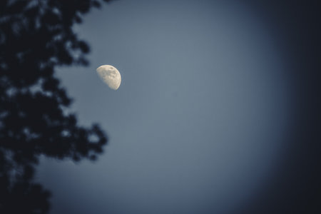 The moon in the blue sky in the forest. Toned.
