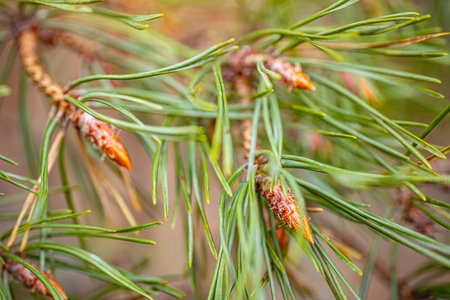 Pine tree branch with cones close-up. Spring background.の写真素材