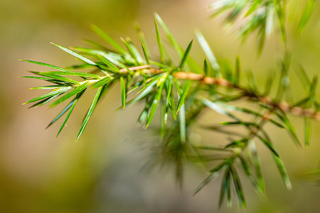 Close-up of green needles of a coniferous tree.の写真素材