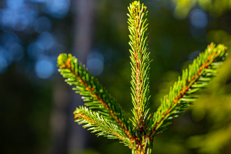 spruce branch close up with bokeh background in sunny dayの写真素材