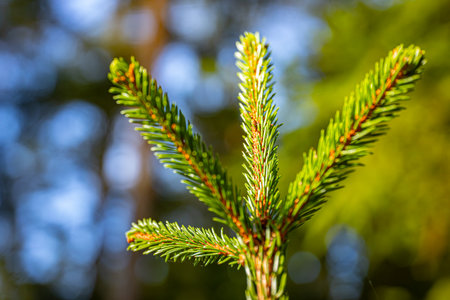 spruce branch with needles on blurred background, shallow depth of fieldの写真素材