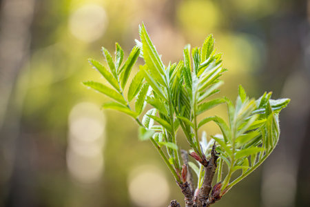Young green leaves on the branches of a tree in the spring forestの写真素材