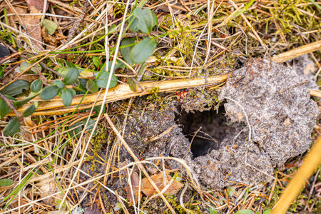 A hole in the ground covered with moss and lichen in the forest.の写真素材