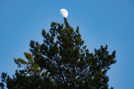 The moon in the blue sky over the pine tree in the forestの写真素材